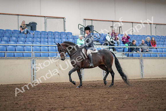 2019 Morgan Horse Show - Aug 30, 2019 - 13869
