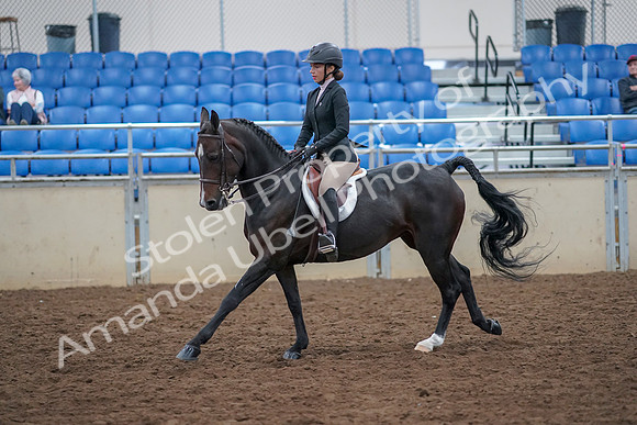 2019 Morgan Horse Show - Aug 30, 2019 - 20549