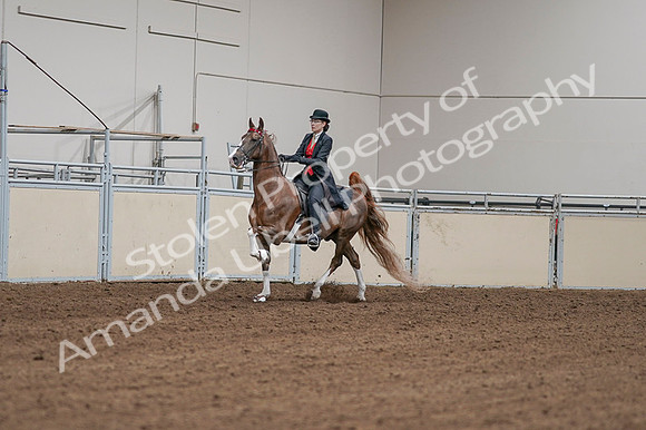 2020 - AB Morgan Horse - Fri, Sept 04 - 09692