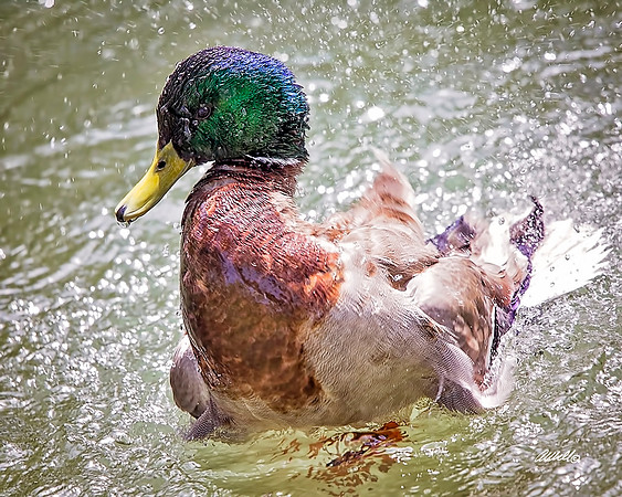 Birds - 270