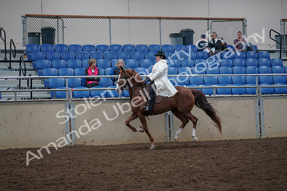 2019 Morgan Horse Show - Aug 31, 2019 - 17890