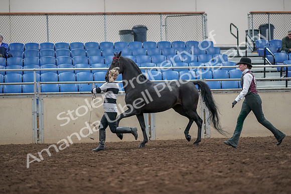2019 Morgan Horse Show - Aug 31, 2019 - 03612