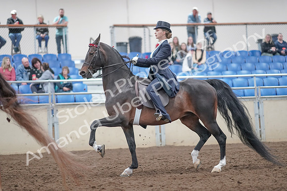2019 Morgan Horse Show - Aug 31, 2019 - 20538