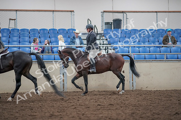 2019 Morgan Horse Show - Aug 31, 2019 - 14989