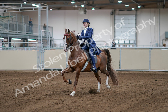2020 - AB Morgan Horse - Sat, Sept 05 - 06063