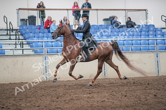 2019 Morgan Horse Show - Aug 31, 2019 - 21978
