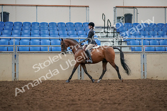 2019 Morgan Horse Show - Aug 30, 2019 - 23363