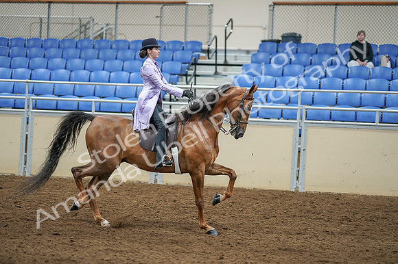 2020 - AB Morgan Horse - Fri, Sept 04 - 05190