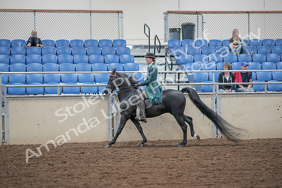 2019 Morgan Horse Show - Aug 30, 2019 - 15588