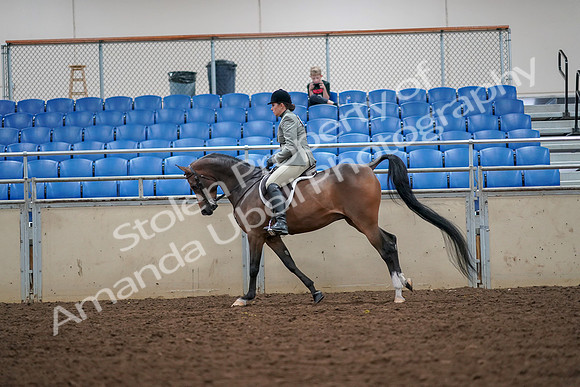 2019 Morgan Horse Show - Aug 30, 2019 - 17393