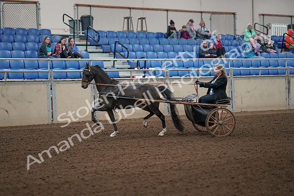 2019 Morgan Horse Show - Aug 31, 2019 - 04227