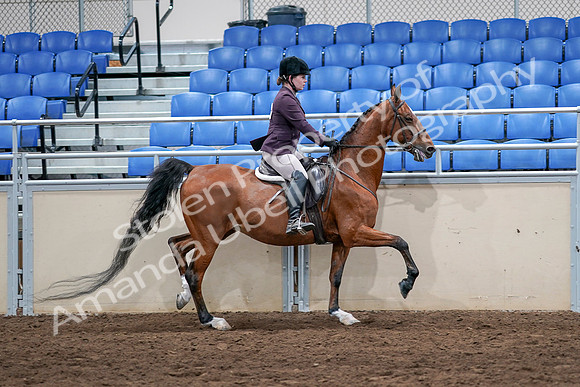 2020 - AB Morgan Horse - Sat, Sept 05 - 03229