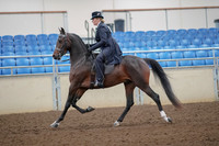 2019 Morgan Horse Show - Aug 30, 2019 - 24298
