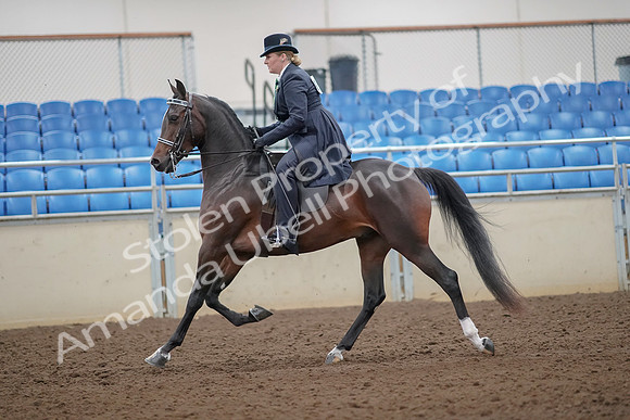 2019 Morgan Horse Show - Aug 30, 2019 - 24298