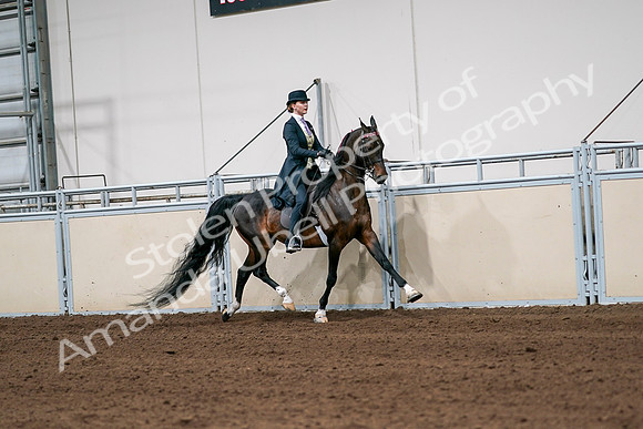 2020 - AB Morgan Horse - Sat, Sept 05 - 06389