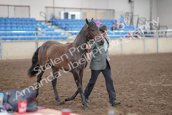 2019 Morgan Horse Show - Aug 31, 2019 - 02862