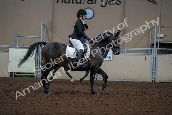 2019 Morgan Horse Show - Aug 30, 2019 - 18485