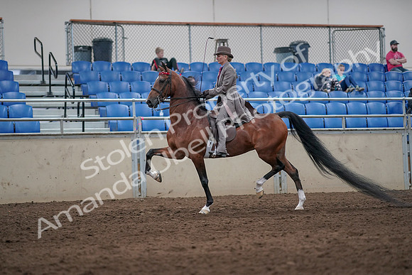2019 Morgan Horse Show - Sept 01, 2019 - 07385