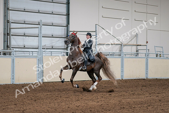 2020 - AB Morgan Horse - Sat, Sept 05 - 13085