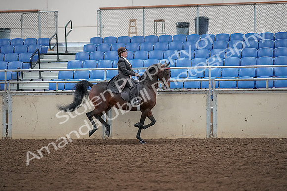 2019 Morgan Horse Show - Aug 30, 2019 - 28159