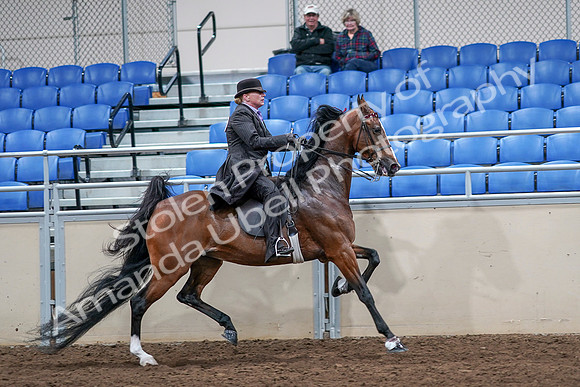2020 - AB Morgan Horse - Sat, Sept 05 - 13238