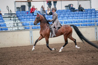 2019 Morgan Horse Show - Aug 31, 2019 - 21964