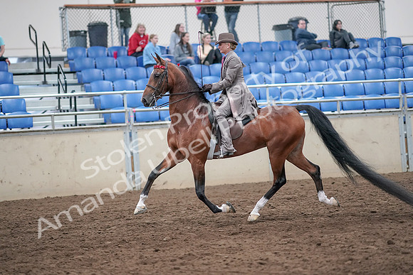 2019 Morgan Horse Show - Aug 31, 2019 - 21964