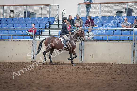 2019 Morgan Horse Show - Aug 31, 2019 - 19591