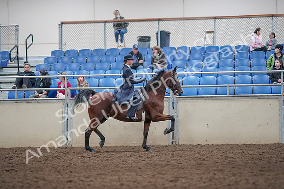 2019 Morgan Horse Show - Aug 31, 2019 - 09604