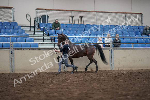 2019 Morgan Horse Show - Aug 31, 2019 - 03631