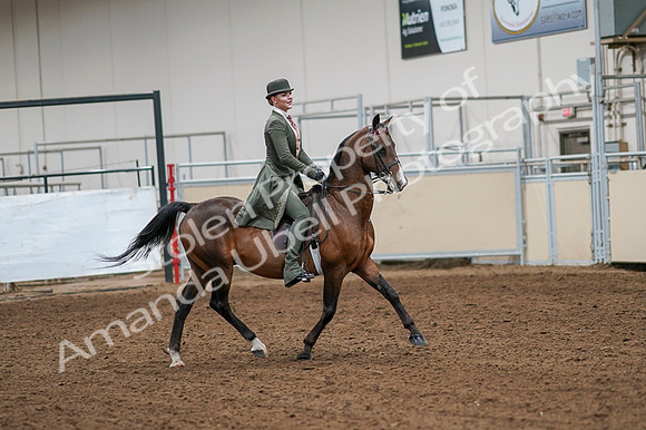 2020 - AB Morgan Horse - Fri, Sept 04 - 03343