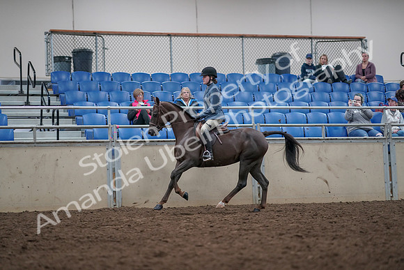 2019 Morgan Horse Show - Aug 31, 2019 - 16668