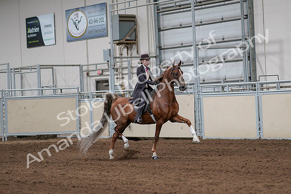2020 - AB Morgan Horse - Sat, Sept 05 - 06427
