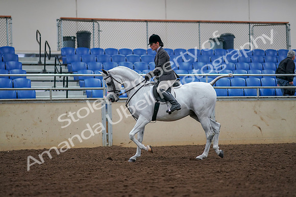 2019 Morgan Horse Show - Aug 30, 2019 - 17364