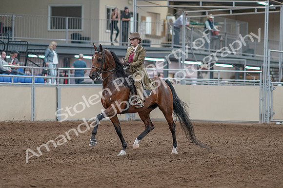 2020 - AB Morgan Horse - Fri, Sept 04 - 11132