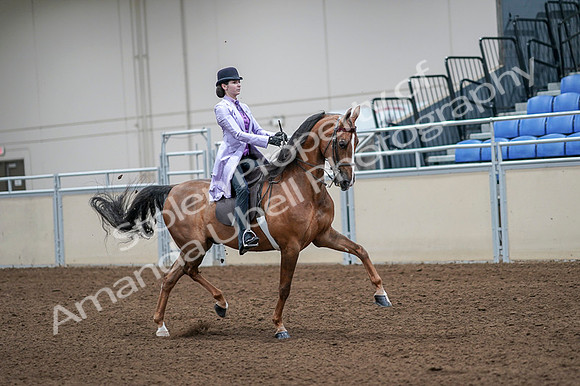 2020 - AB Morgan Horse - Fri, Sept 04 - 05171