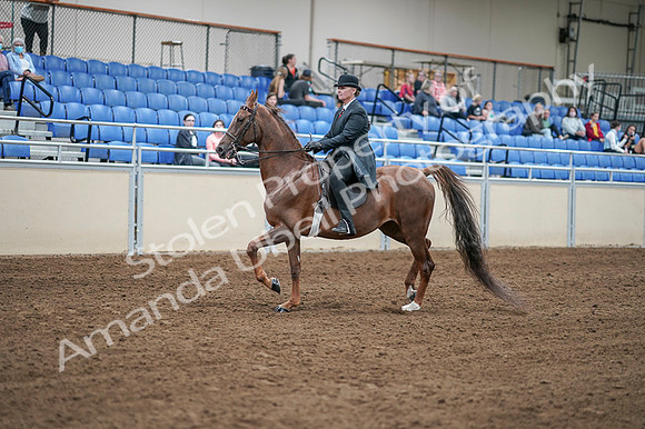 2020 - AB Morgan Horse - Fri, Sept 04 - 07919