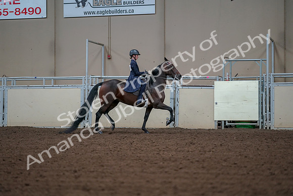2019 Morgan Horse Show - Aug 30, 2019 - 18088