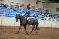 2020 - AB Morgan Horse - Sat, Sept 05 - 14208