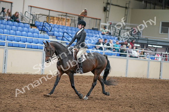 2020 - AB Morgan Horse - Sat, Sept 05 - 14208