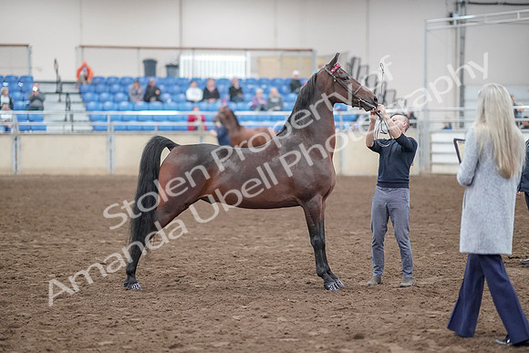 2019 Morgan Horse Show - Aug 31, 2019 - 01367