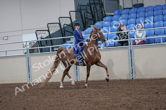 2020 - AB Morgan Horse - Fri, Sept 04 - 05233
