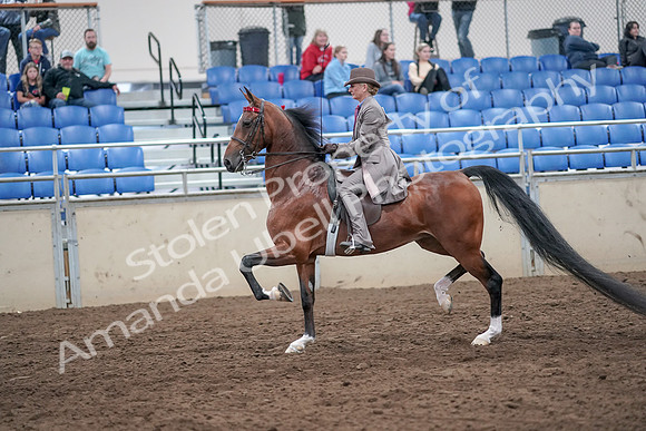 2019 Morgan Horse Show - Aug 31, 2019 - 21967