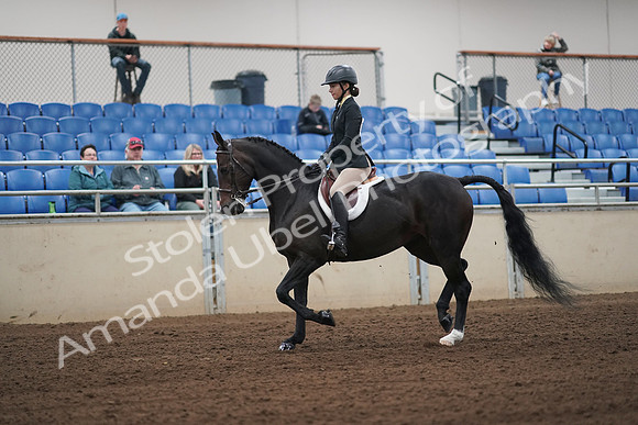 2019 Morgan Horse Show - Sept 01, 2019 - 04012