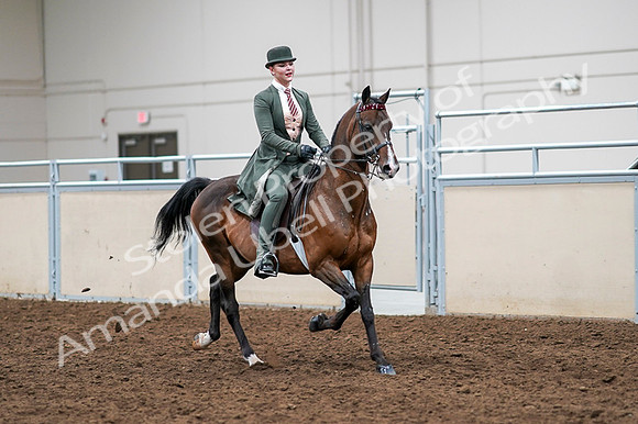 2020 - AB Morgan Horse - Fri, Sept 04 - 03410
