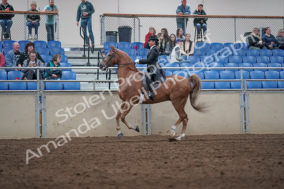 2019 Morgan Horse Show - Aug 31, 2019 - 20651