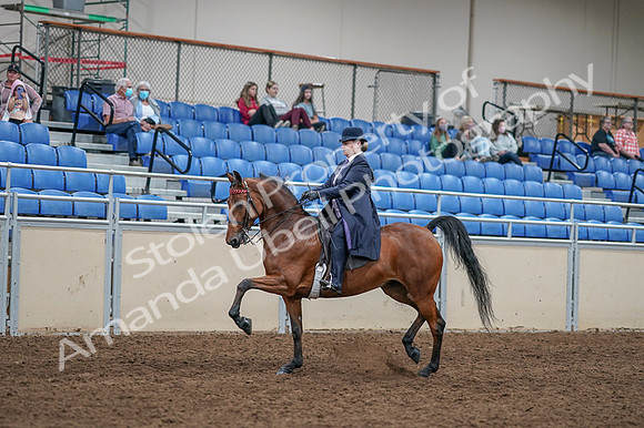 2020 - AB Morgan Horse - Fri, Sept 04 - 11218