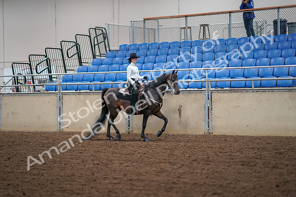 2019 Morgan Horse Show - Aug 30, 2019 - 17087