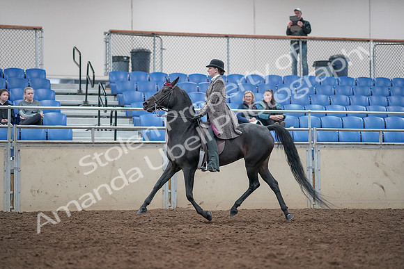2019 Morgan Horse Show - Aug 31, 2019 - 09313
