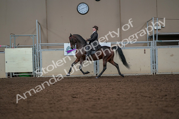 2019 Morgan Horse Show - Aug 30, 2019 - 27988